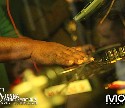Sienna Entertainment